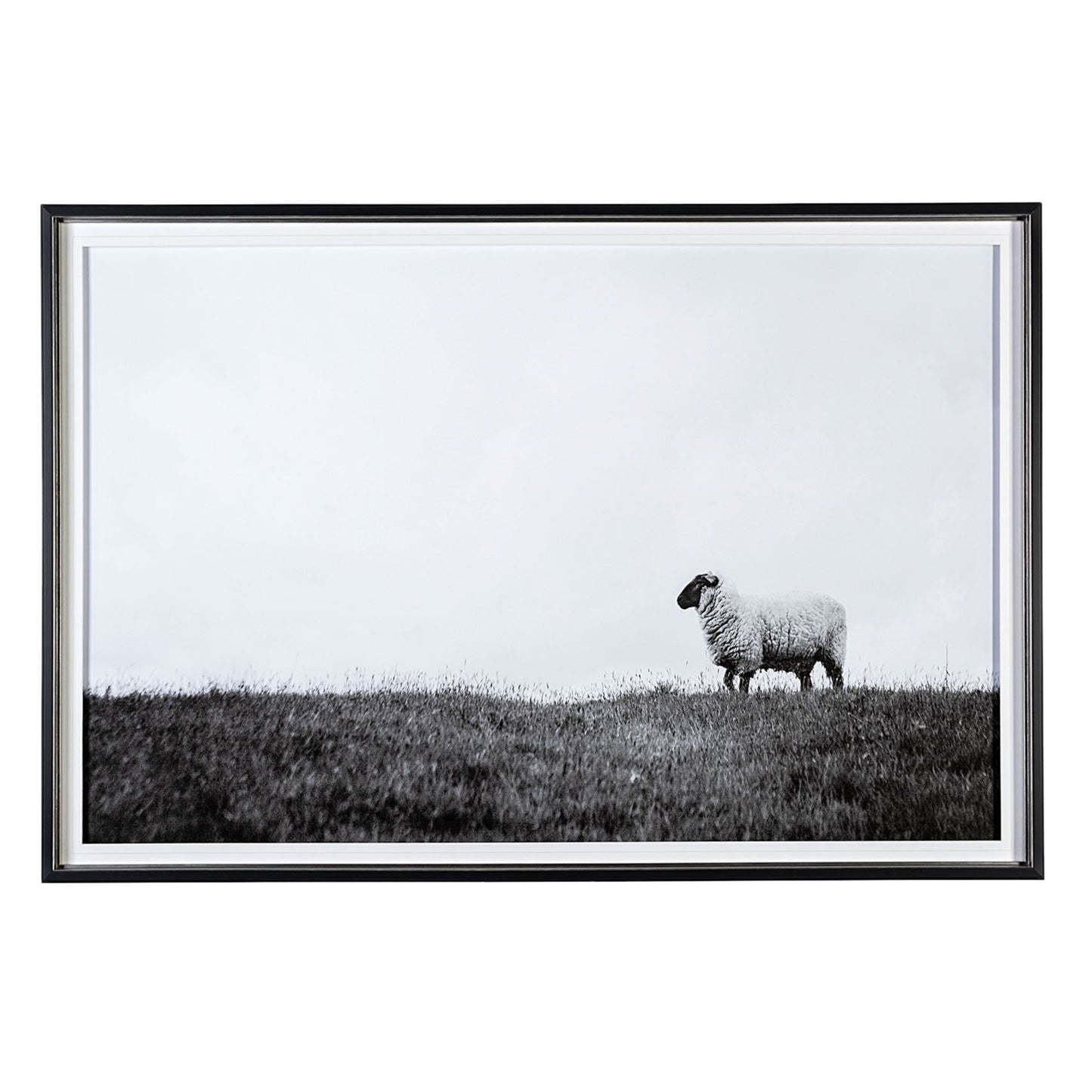 Art encadré - Mouton solitaire