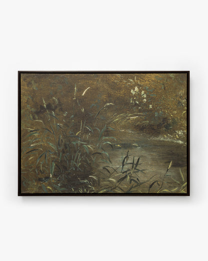 Graminées des berges