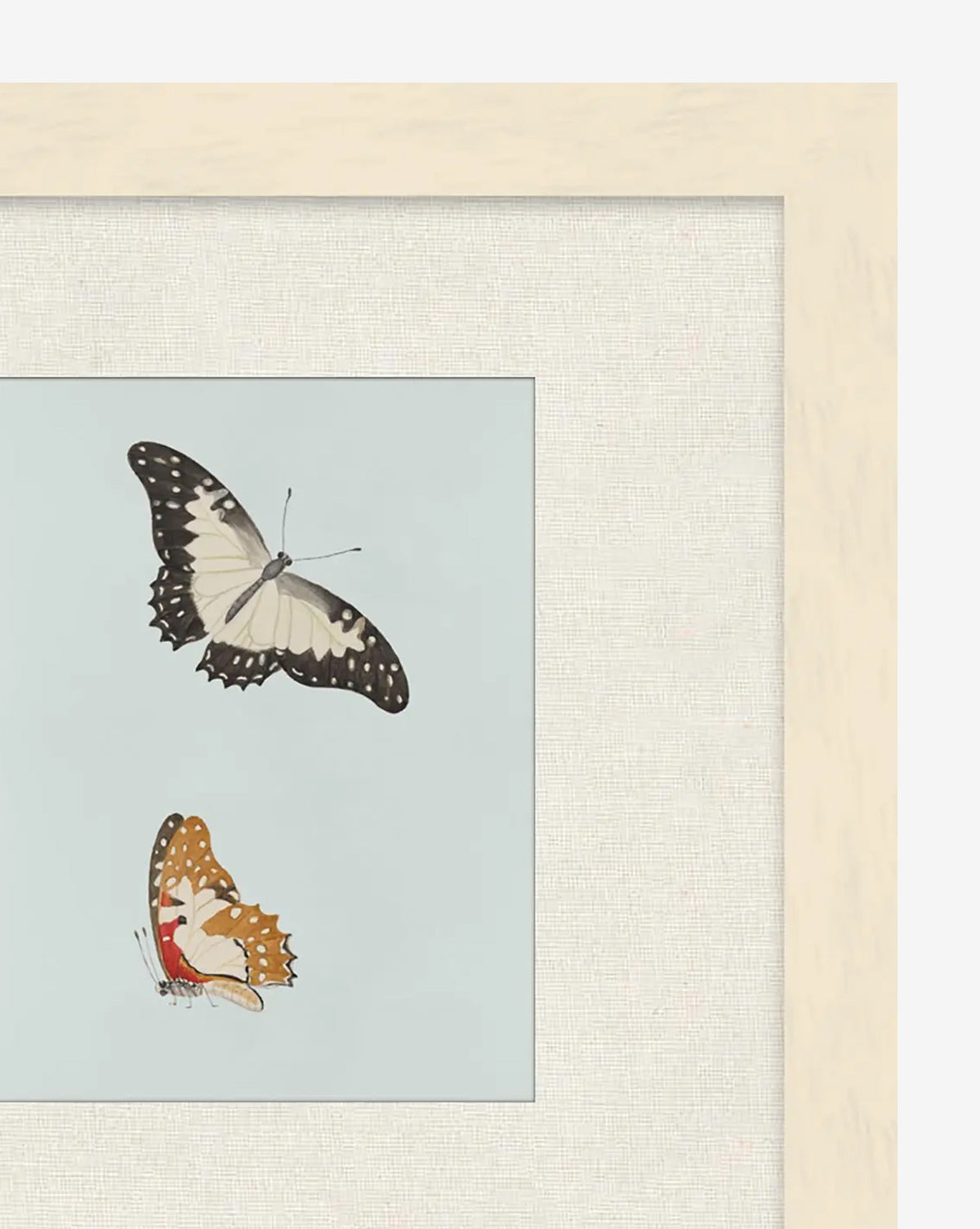 Étude sur les papillons II