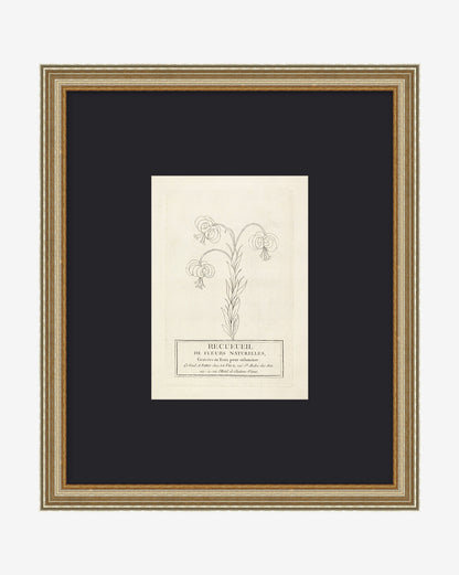 Collection de fleurs françaises