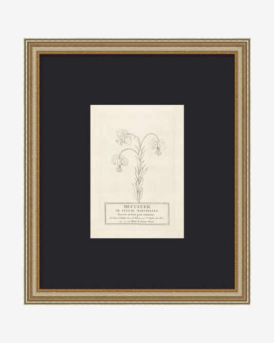 Collection de fleurs françaises