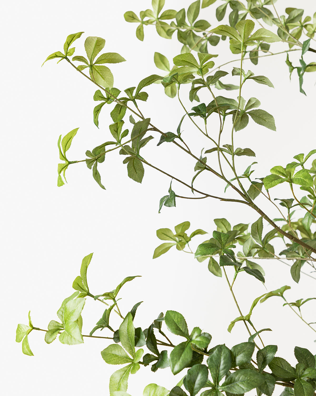 Faux cognassier japonais