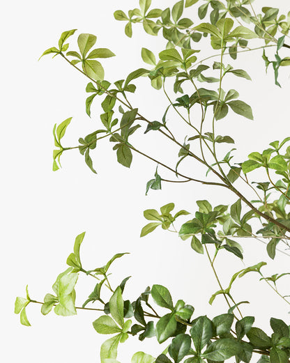 Faux cognassier japonais