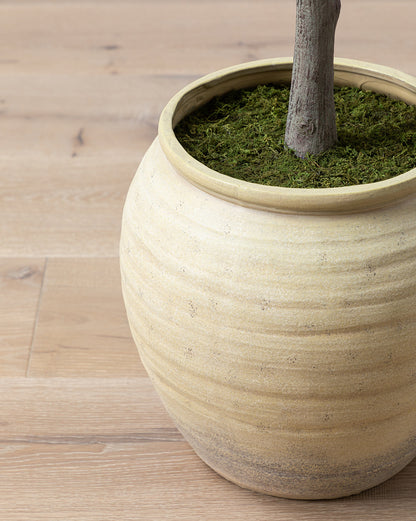 Faux cognassier japonais