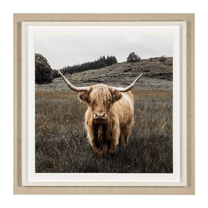 Art encadré - Highlander 