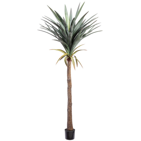 74 Yucca