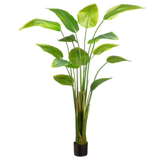 Plante à feuilles de bananier de 6 pieds